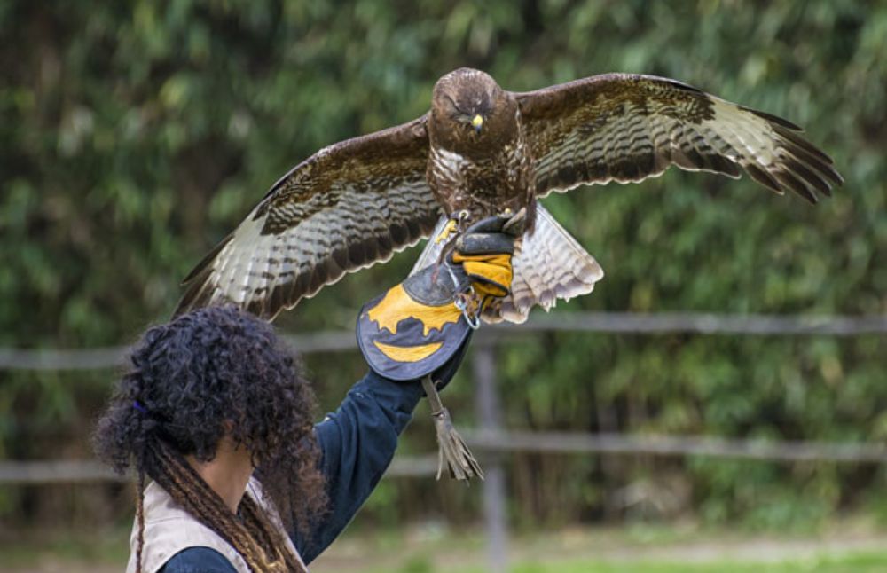 Woman taking part in Falconry
