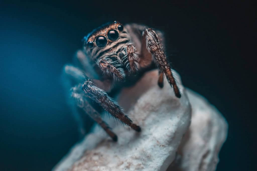 Im A Celebrity Activity